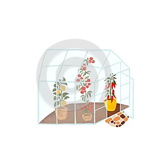 Greenhouse with tomatoes, pepper planting in pot. Garden concept, plants growing in pots inside glass greenhouse