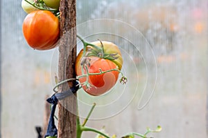 Greenhouse tomatoes ripen on a branch in a greenhouse.