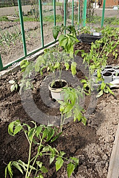 Greenhouse. Transplanting tomatoes