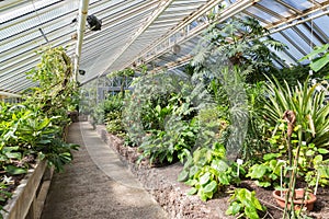 Greenhouse with tropical plants in Berliner botanical garden