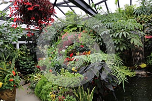 Greenhouse with tropical plants and planters with colorful petunias