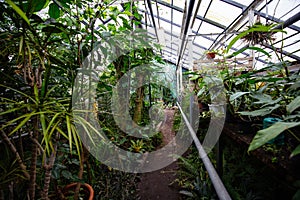 Greenhouse with tropical plants. Scientific botanical garden