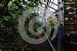 Greenhouse with tropical plants. Scientific botanical garden