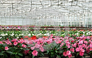 Greenhouse with a variety of cultivated flowers