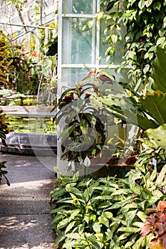 Greenhouse with various ferns, palms and other tropical plants in sunny day. Indoor botanic hothouse