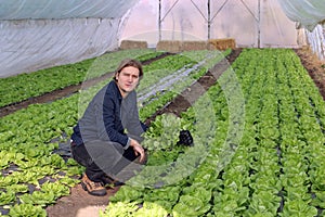 Greenhouse Vegetable Grower