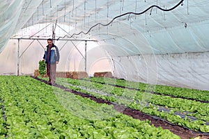 Greenhouse Vegetable Production