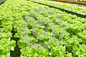 Greenhouse vegetable on water pipe with green oak  Hydroponic lettuce growing in garden hydroponic farm lettuce salad organic for