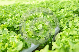 Greenhouse vegetable on water pipe with green oak  Hydroponic lettuce growing in garden hydroponic farm lettuce salad organic for