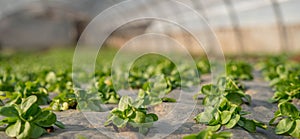 Greenhouse vegetables