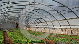 Greenhouse vegetables