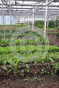 Greenhouse Vegetables