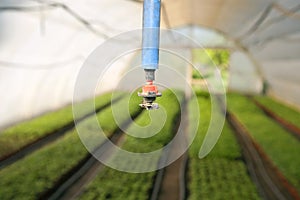Greenhouse for vegetables - irrigation