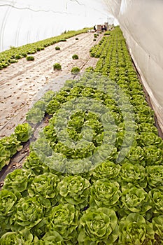 Greenhouse for vegetables - lettuce