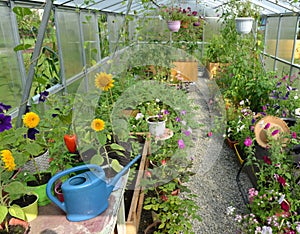 Greenhouse with vegetables, sunflowers, petunia in pots and watering can in the summer