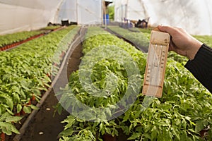 Greenhouse for vegetables - thermometer