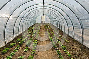 Greenhouse vegetables