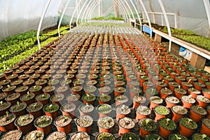 Greenhouse for vegetables - watermelon