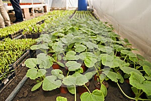 Greenhouse for vegetables - zucchini