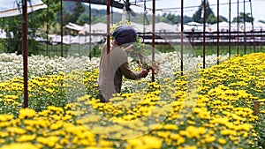 Greenhouse with white and yellow chrysanthemums