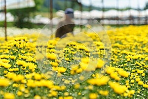 Greenhouse with white and yellow chrysanthemums