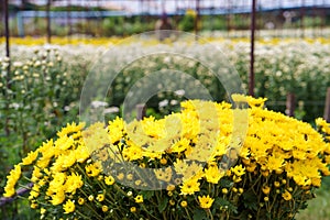 Greenhouse with white and yellow chrysanthemums