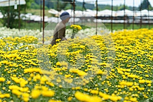 Greenhouse with white and yellow chrysanthemums