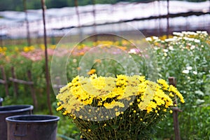 Greenhouse with white and yellow chrysanthemums