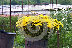 Greenhouse with white and yellow chrysanthemums