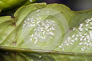 Greenhouse whitefly infestation on citrus leaf