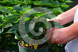 Greenhouse Worker 1