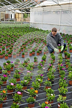 Greenhouse worker checking plants of Dimorphotheca