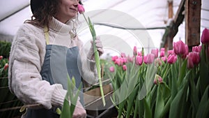 Greenhouse worker girl in hat cuts pink tulips in the greenhouse for sale. Small business. Spring concept, gardening.