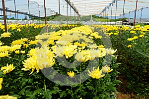 Greenhouse with yellow chrysanthemums