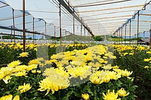 Greenhouse with yellow chrysanthemums