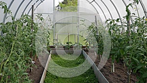 Greenhouse with young plant seedlings. Working with plants, growing organic vegetables.