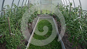 Greenhouse with young plant seedlings. Working with plants, growing organic vegetables.