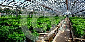 Greenhouse with young poinsettias