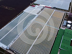 Greenhouses aerial view, drone view on industrial modern glasshouse. Green plantations shot through the transparent glass ceiling