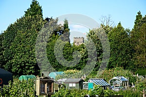 Greenhouses on allotments, UK. photo