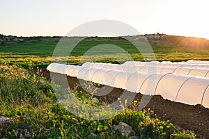 Greenhouses in country garden in spring