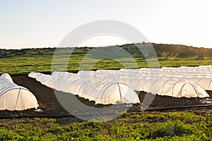 Greenhouses in country garden in spring