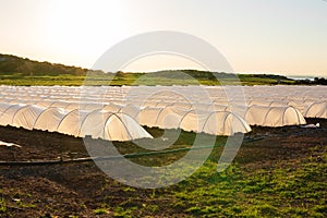 Greenhouses in country garden in spring