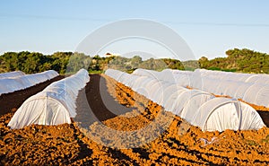 Greenhouses in country garden in spring