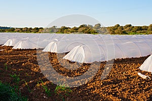 Greenhouses in country garden in spring