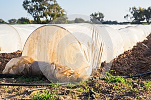 Greenhouses in country garden in spring