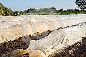 Greenhouses in country garden in spring