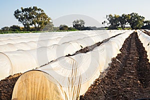 Greenhouses in country garden in spring