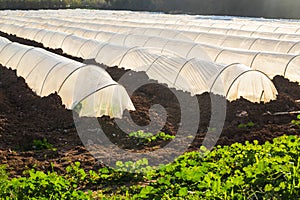 Greenhouses in country garden in spring