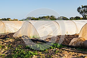 Greenhouses in country garden in spring